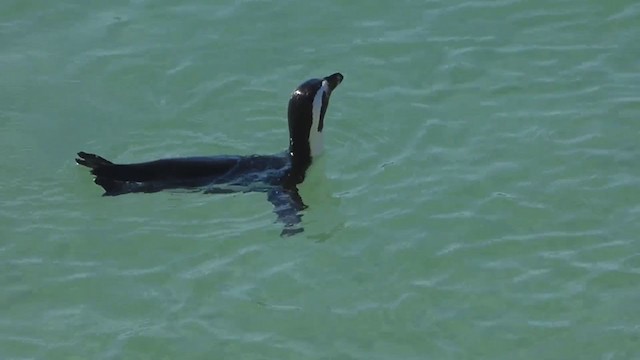 African Penguin - ML228681001