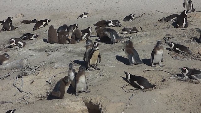 African Penguin - ML228681081