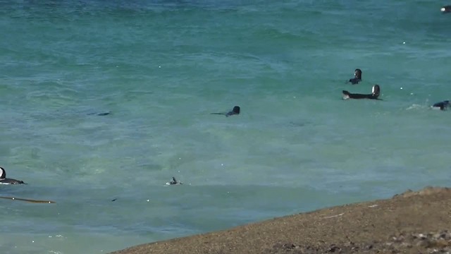Pingüino de El Cabo - ML228681101