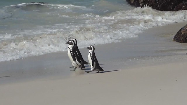 Pingüino de El Cabo - ML228681221