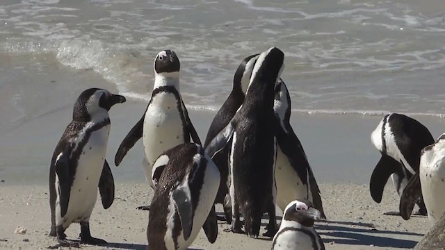Pingüino de El Cabo - ML228681231