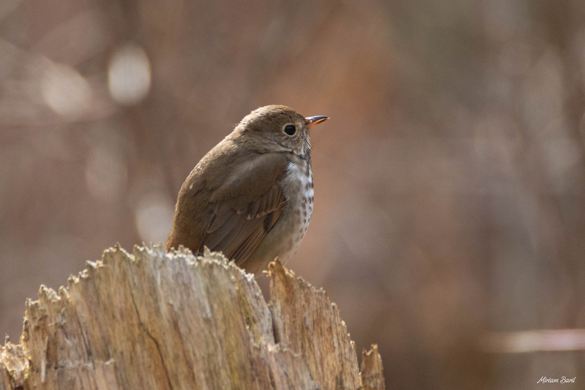 Hermit Thrush - ML228681241