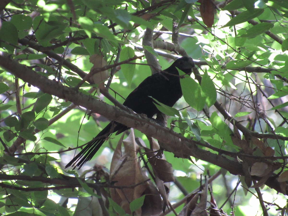 Groove-billed Ani - Caleb Helsel