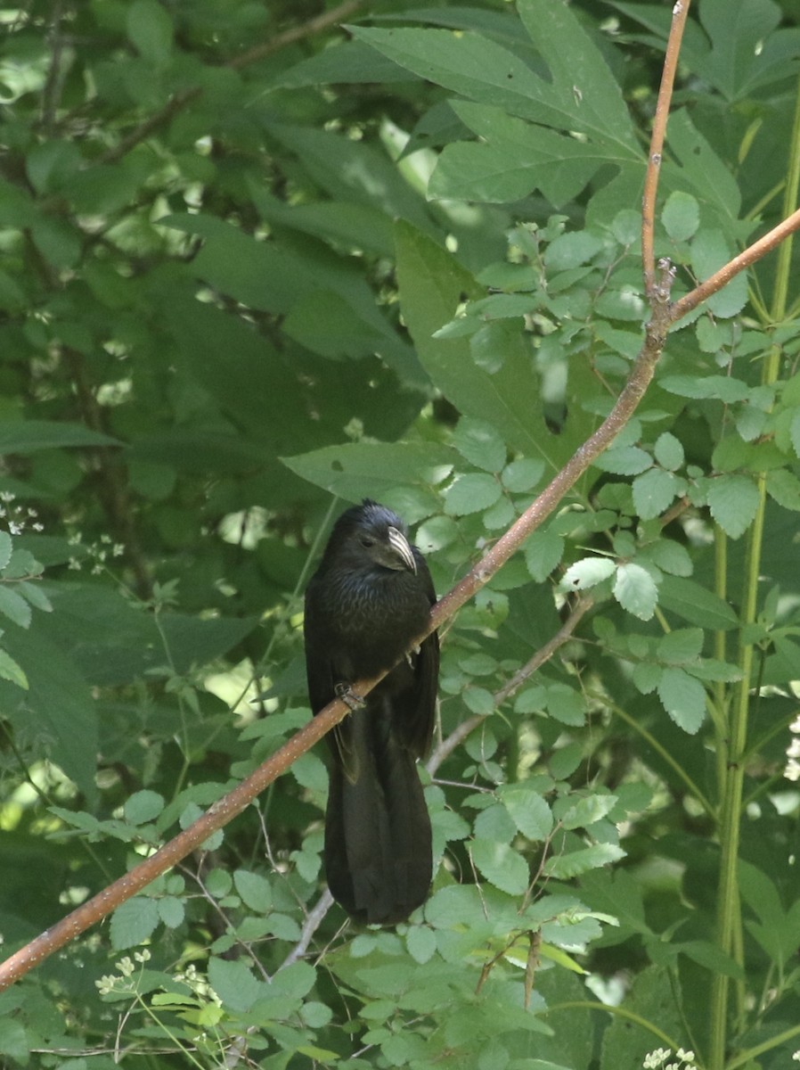 Groove-billed Ani - Lino Mendiola III