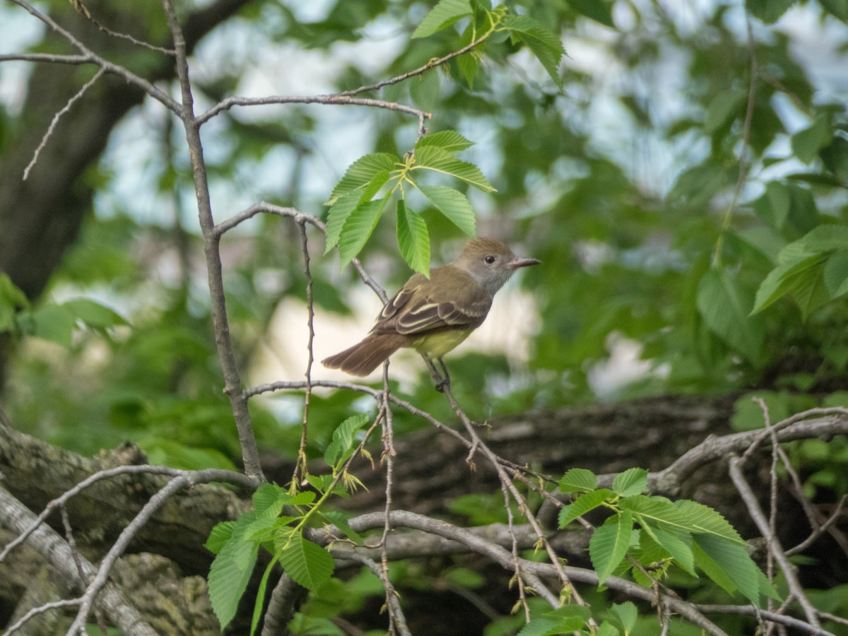 Great Crested Flycatcher - ML228682691