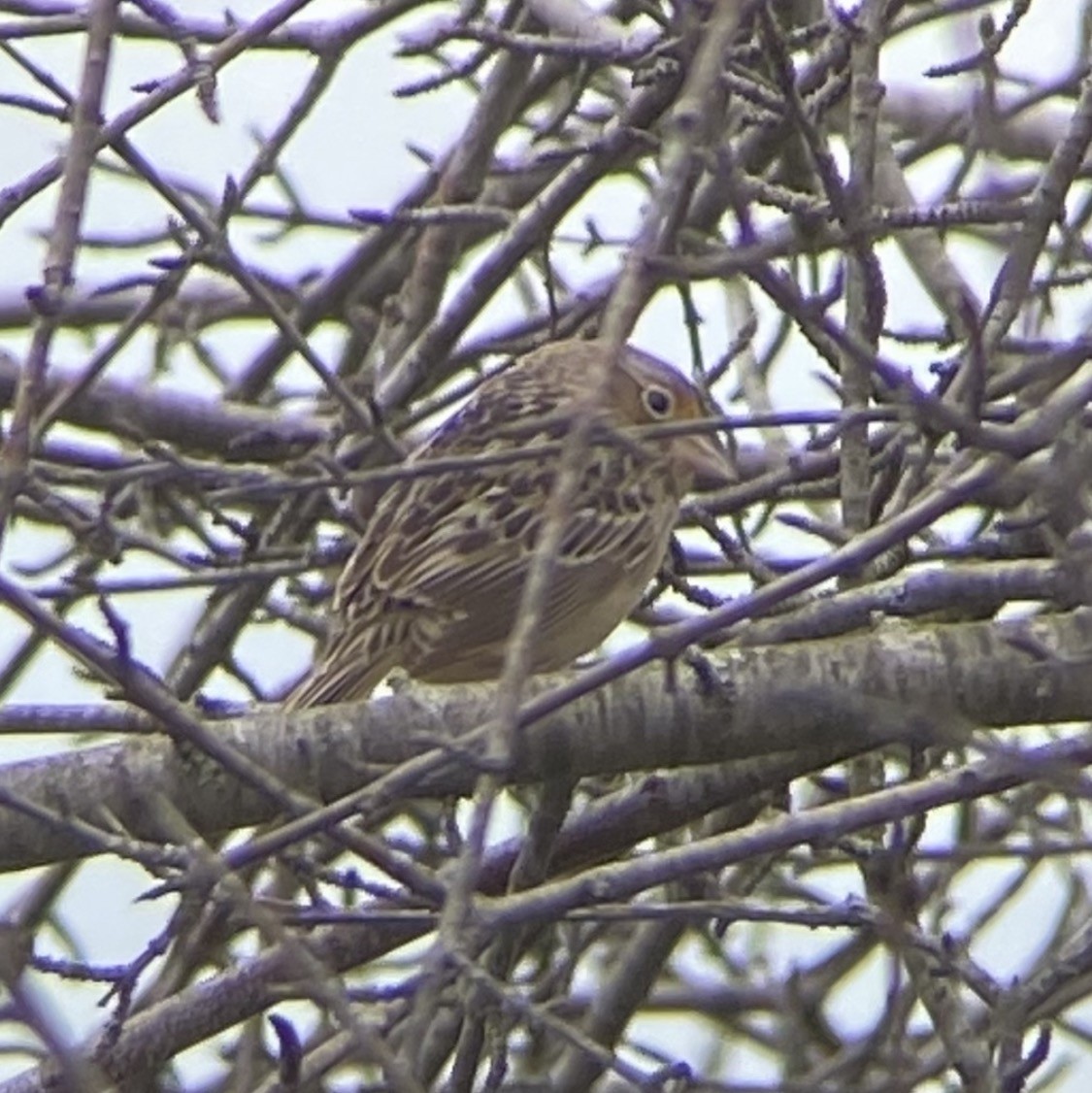 Grasshopper Sparrow - Kevin Rybczynski