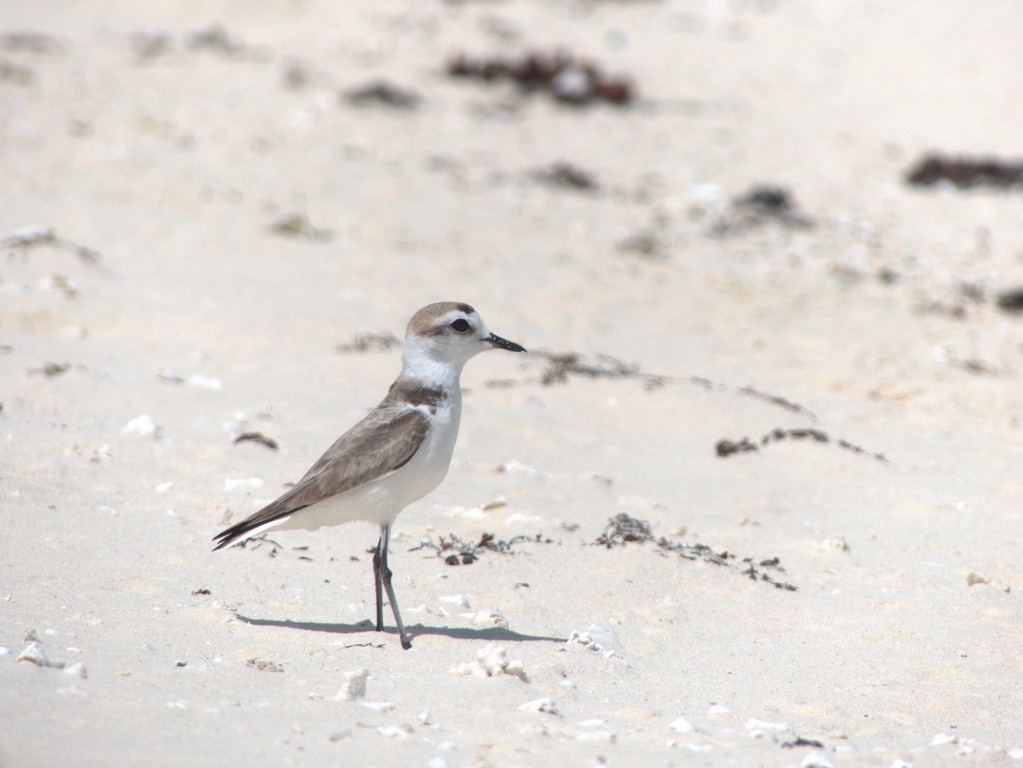 Kentish Plover - ML228683011