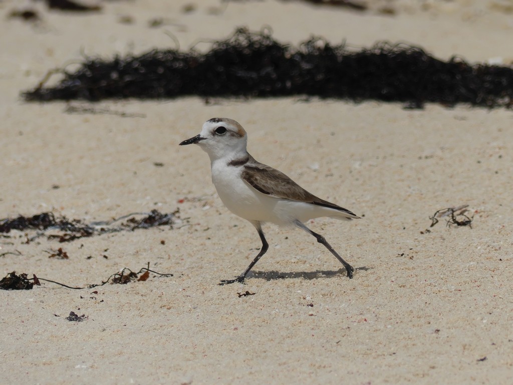 Kentish Plover - ML228683021