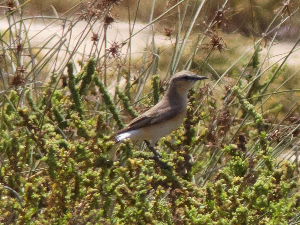 Isabelline Wheatear - ML228683981