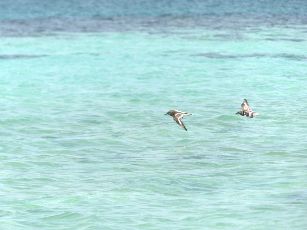Ruddy Turnstone - ML228684321