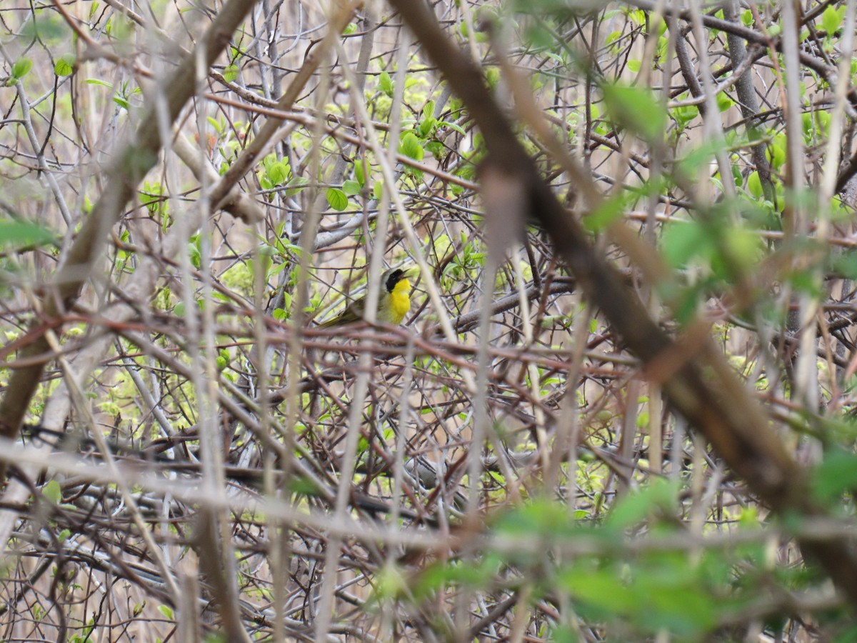 Common Yellowthroat - ML228684461