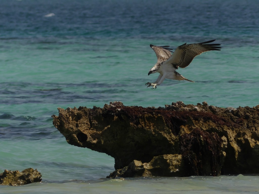 Osprey - ML228684481