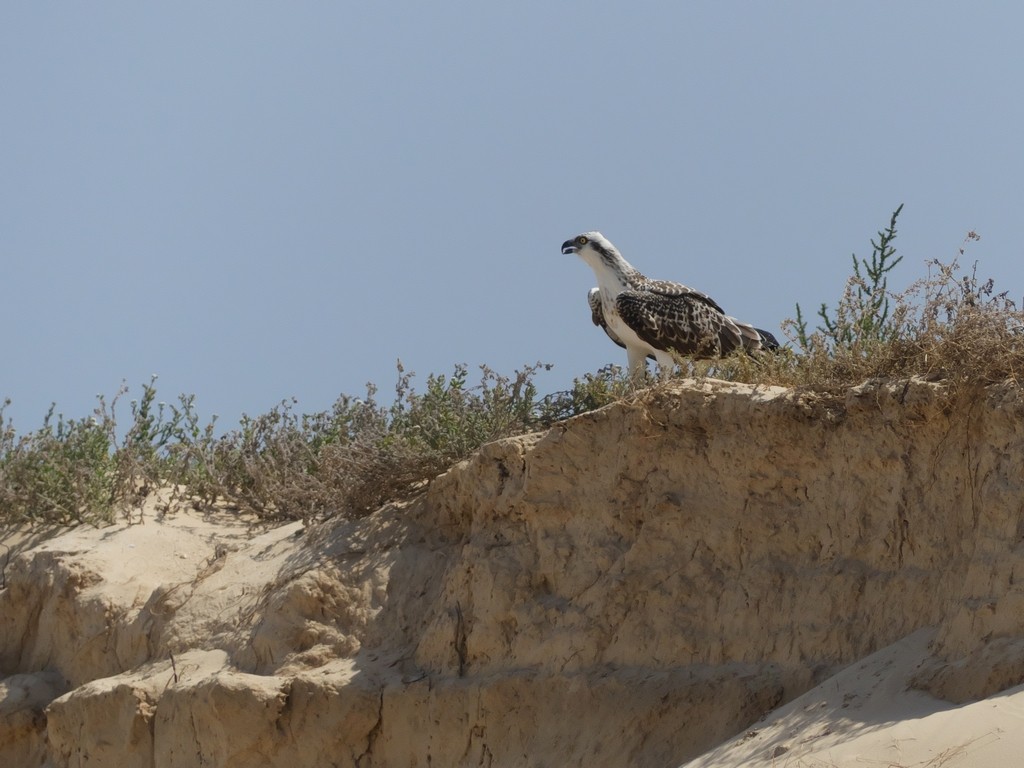 Osprey - ML228684511
