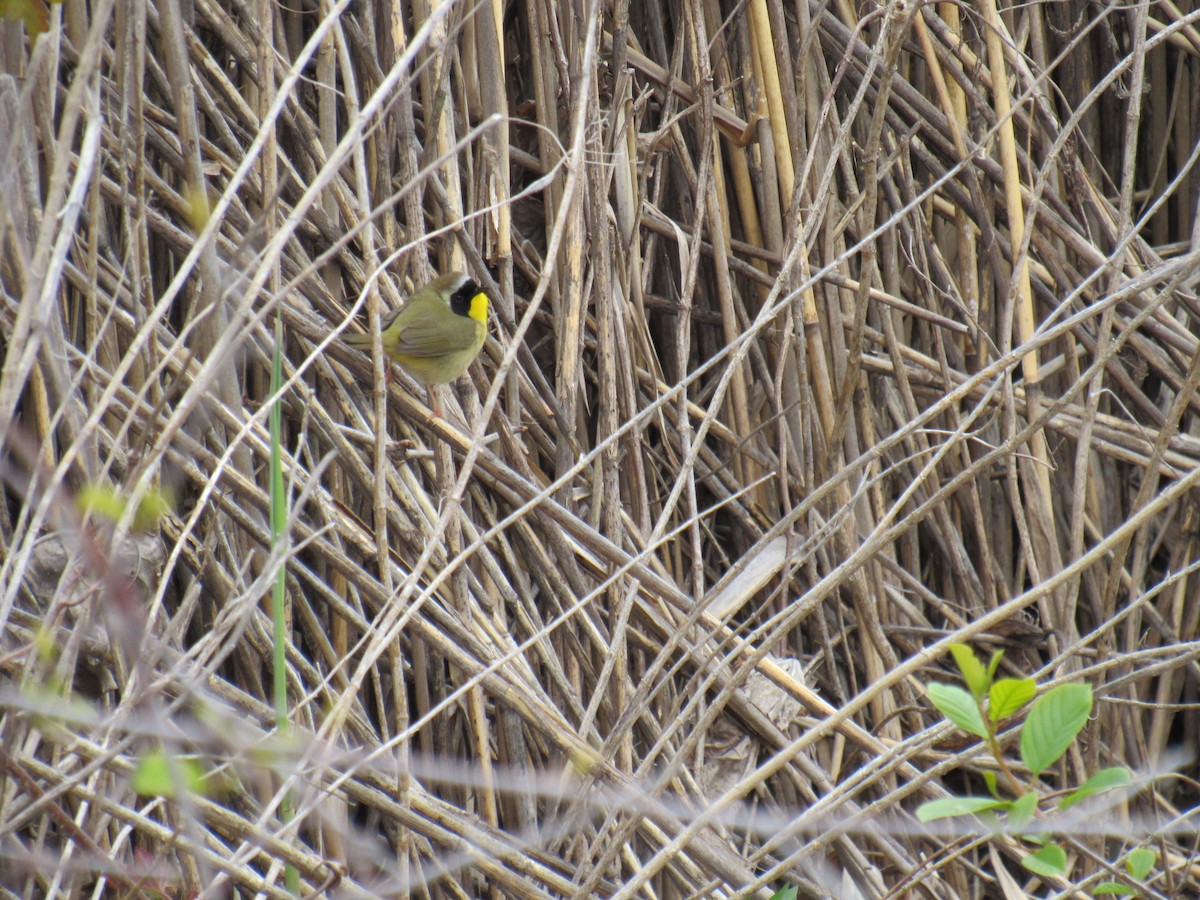 Common Yellowthroat - ML228684631