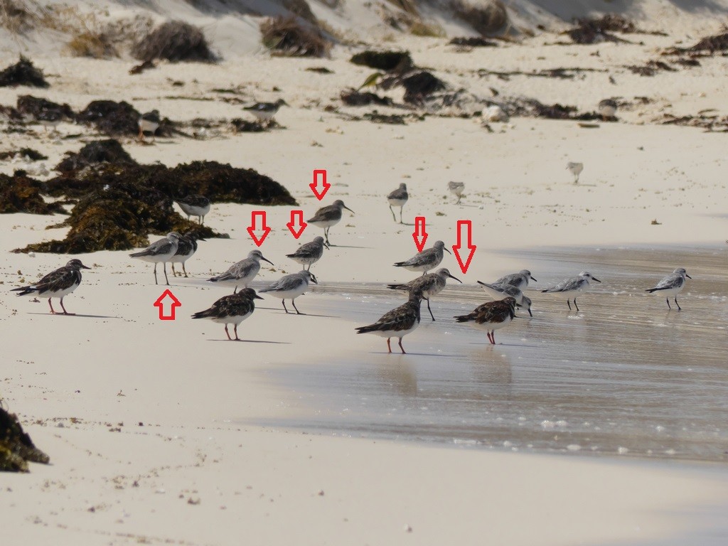 Curlew Sandpiper - ML228684671