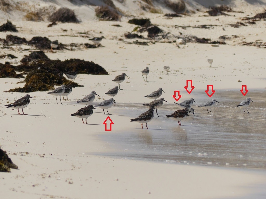 Sanderling - ML228684771