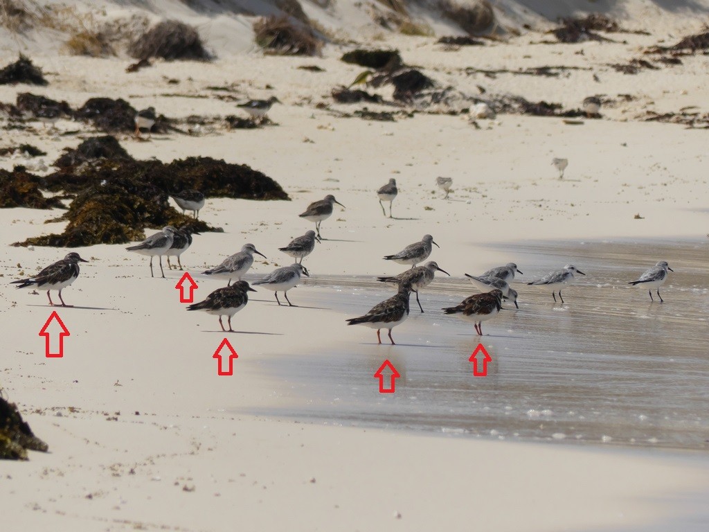 Ruddy Turnstone - ML228684821