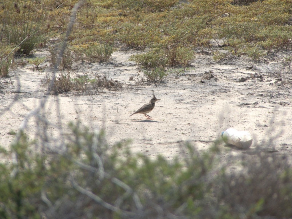 Crested Lark - Tommaso Renzulli