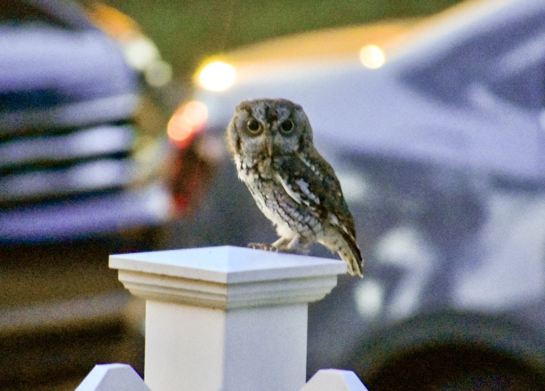 Eastern Screech-Owl - Rhonada Cutts