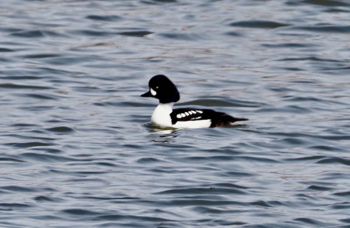 Barrow's Goldeneye - ML228685351