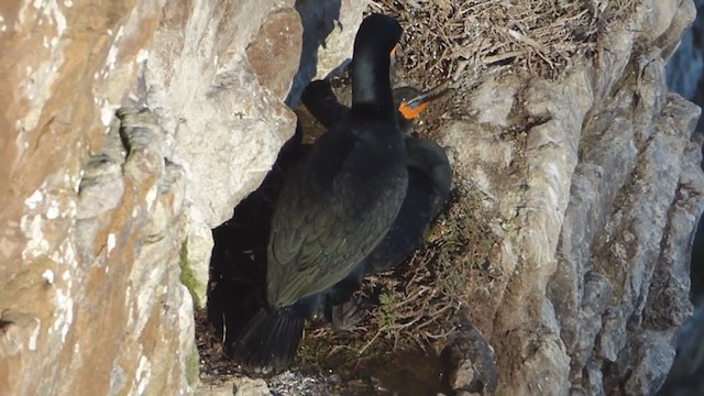 Cormorán de El Cabo - ML228686161