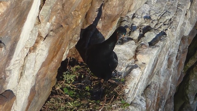 Cormorán de El Cabo - ML228686211