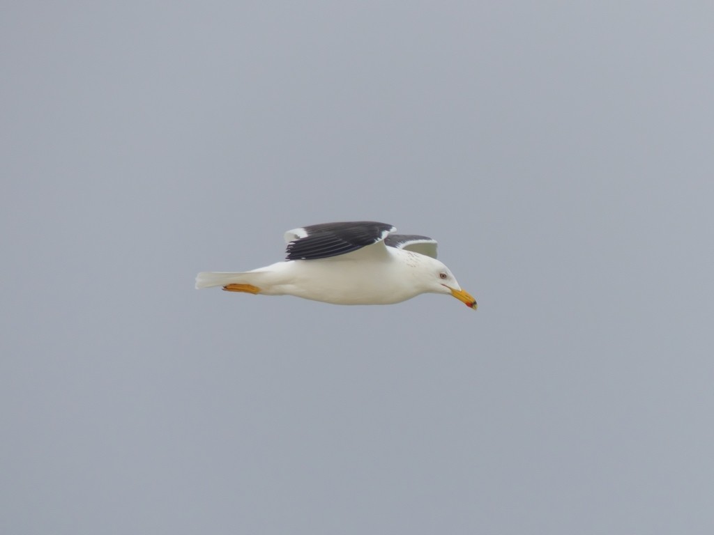 Lesser Black-backed Gull (fuscus) - Tommaso Renzulli