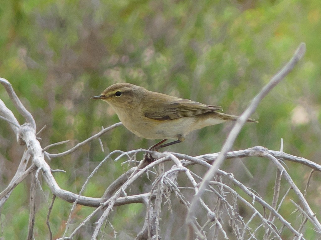 Common Chiffchaff - ML228687981