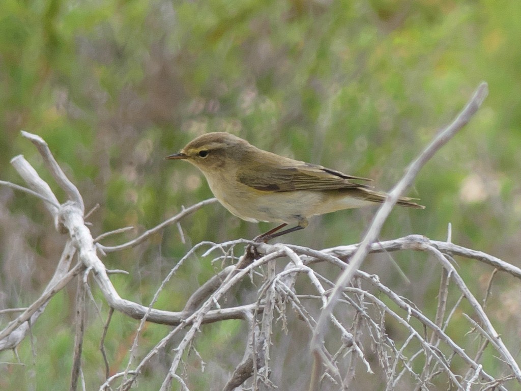 Common Chiffchaff - ML228687991
