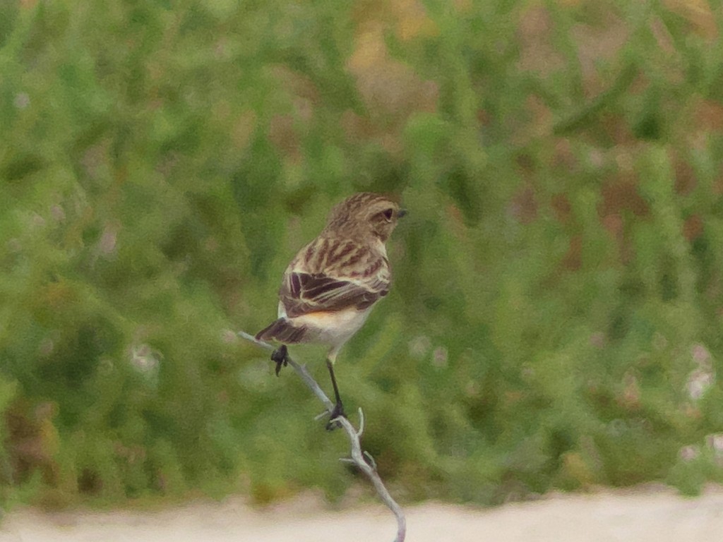 Siberian Stonechat - Tommaso Renzulli