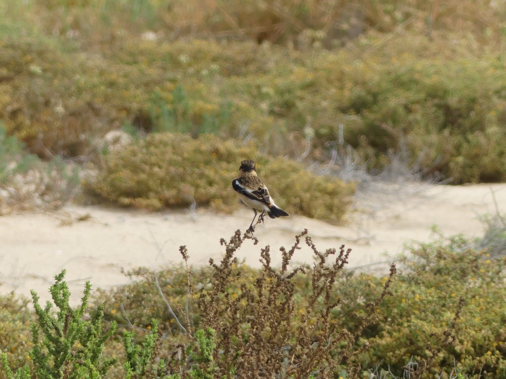 Siberian Stonechat - ML228688301