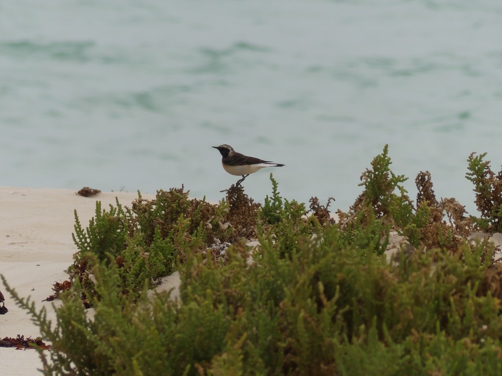 Pied Wheatear - ML228688391