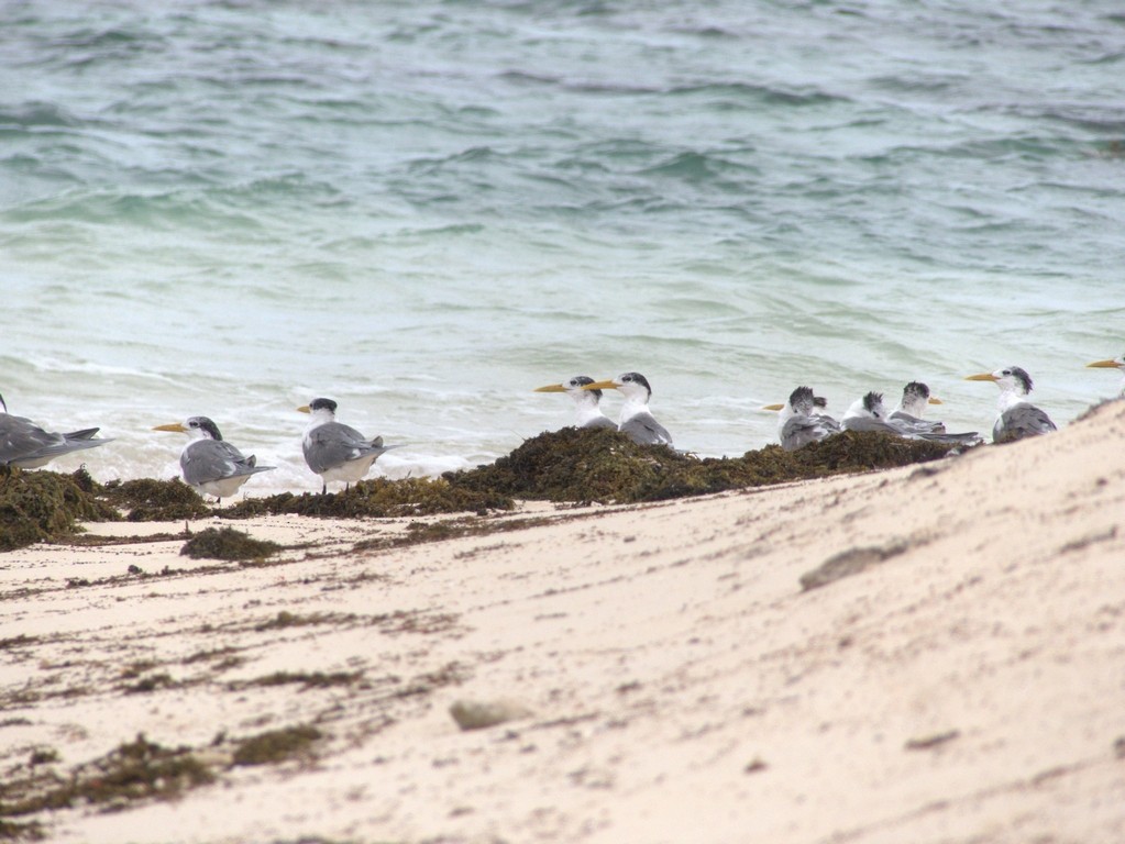 Great Crested Tern - ML228688611