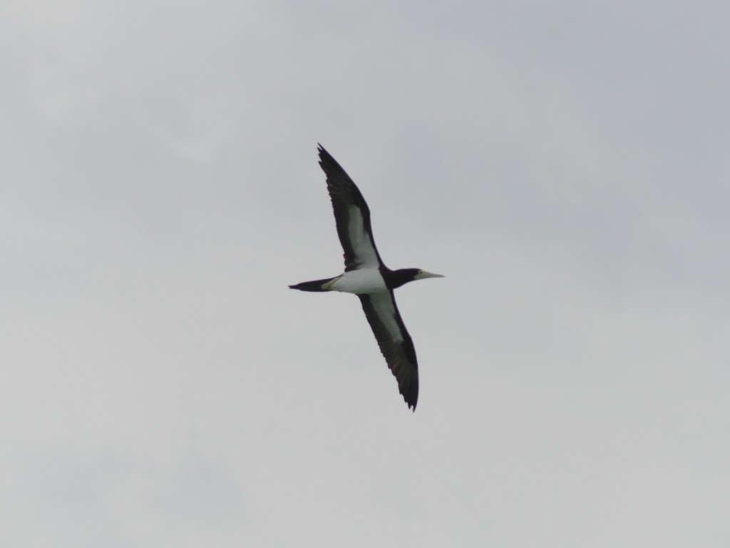 Brown Booby - ML228688701