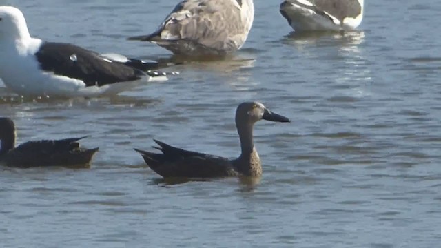 Cape Shoveler - ML228689881