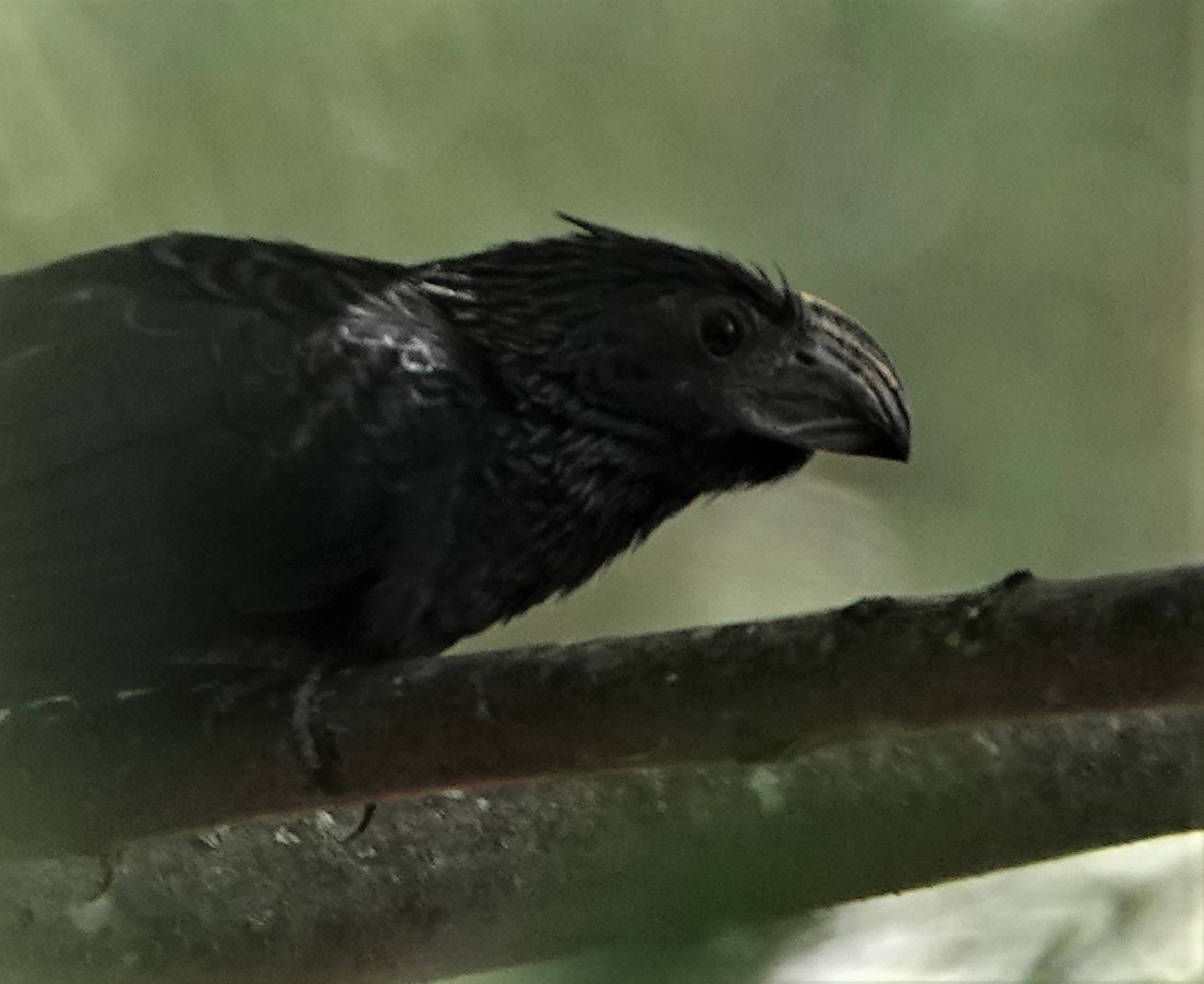 Groove-billed Ani - Laurie Foss