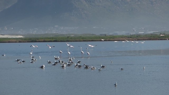 פלמינגו גדול - ML228689951