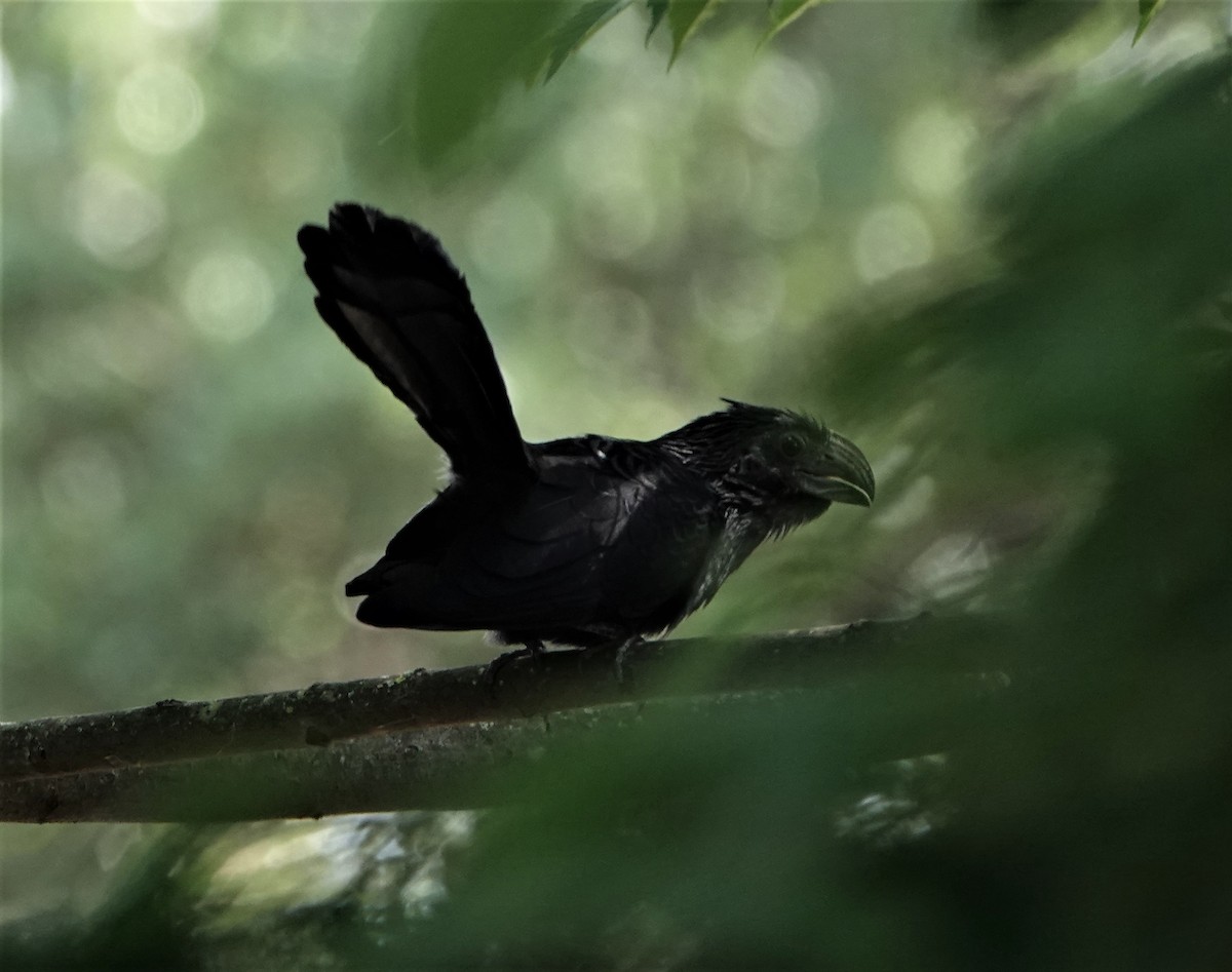 Groove-billed Ani - Laurie Foss