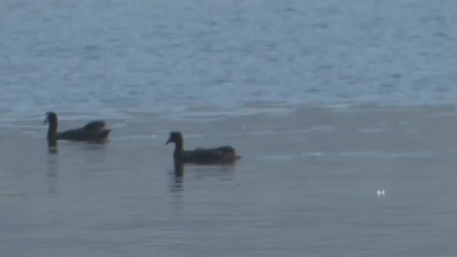 Red-knobbed Coot - ML228690291