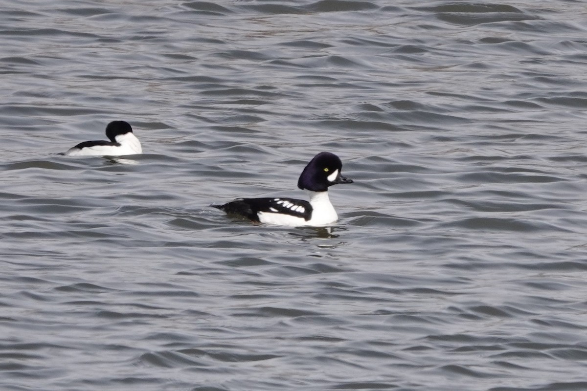 Barrow's Goldeneye - Lorrie Anderson