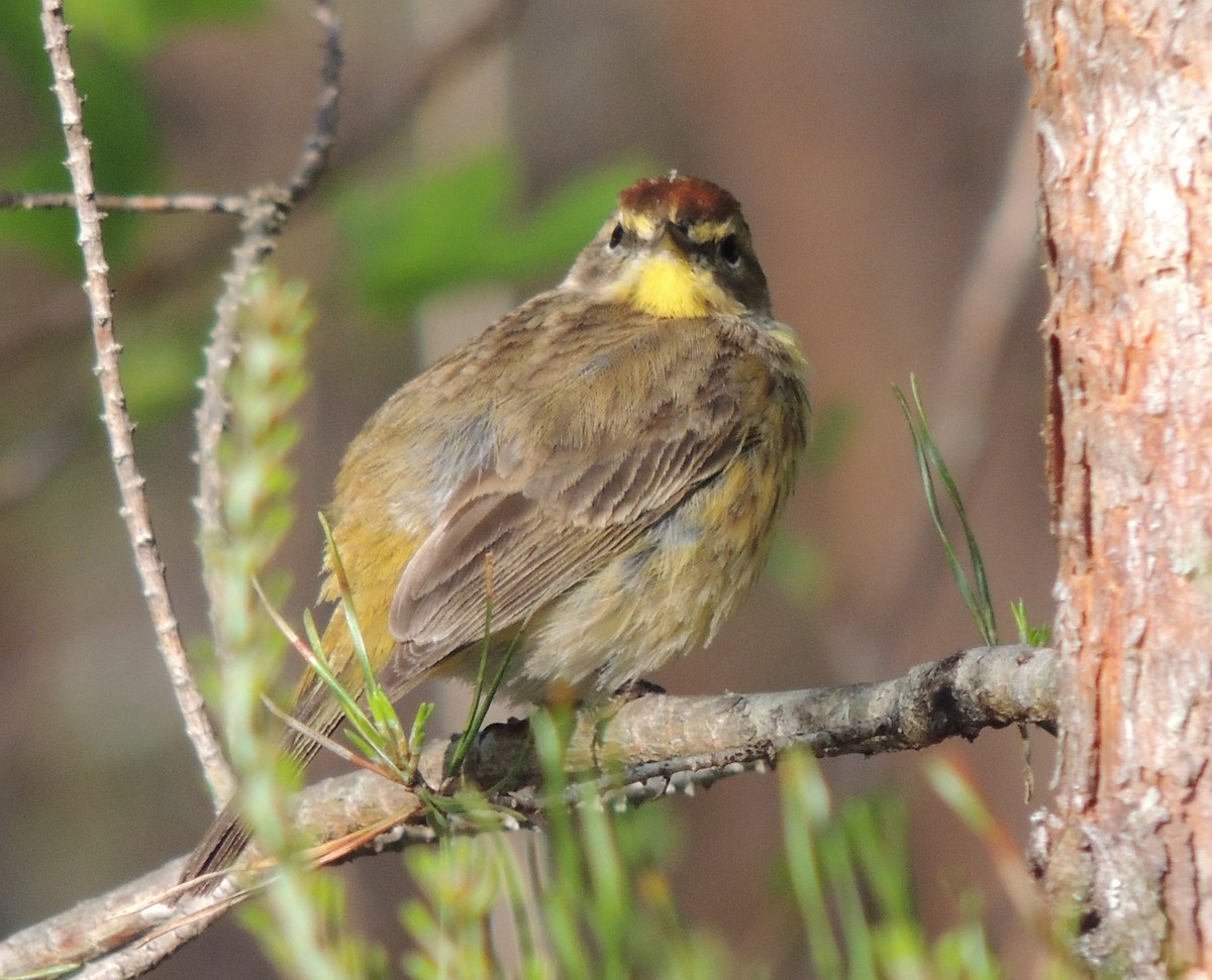 Пісняр-лісовик рудоголовий (підвид palmarum) - ML228692201