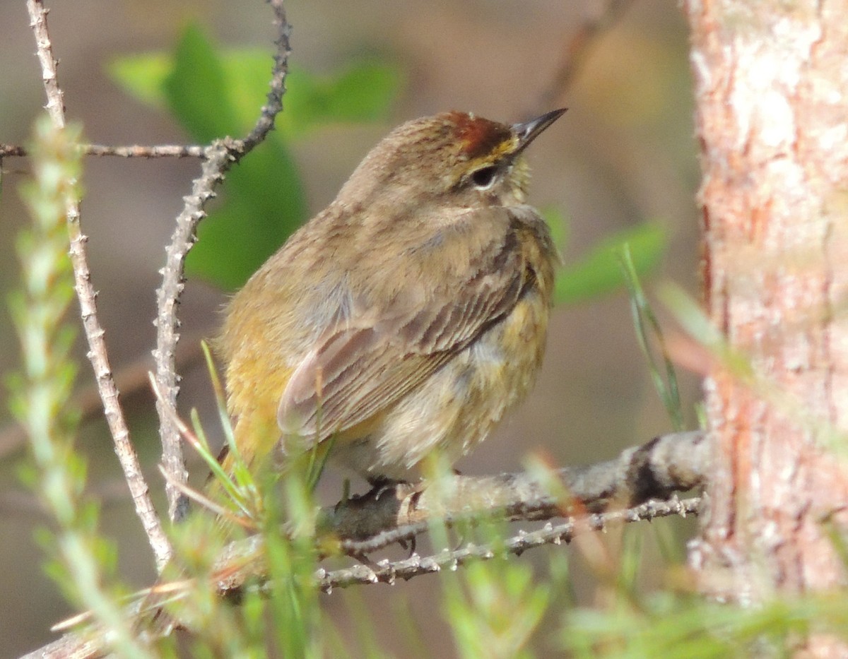 Пісняр-лісовик рудоголовий (підвид palmarum) - ML228692261