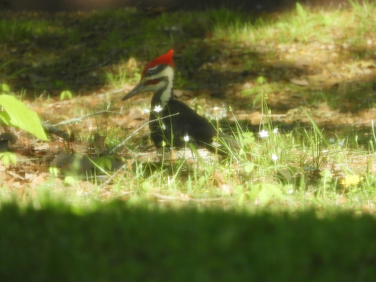 Pileated Woodpecker - Larenda Donovan