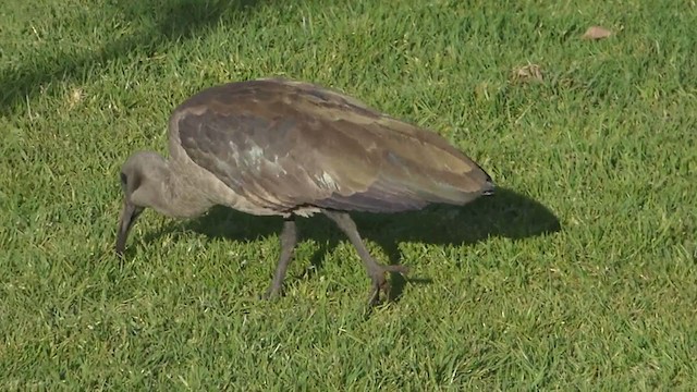 Hadada Ibis - ML228693501