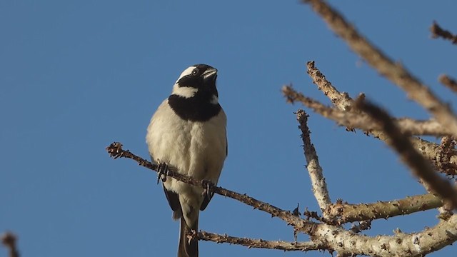 Moineau mélanure - ML228693791