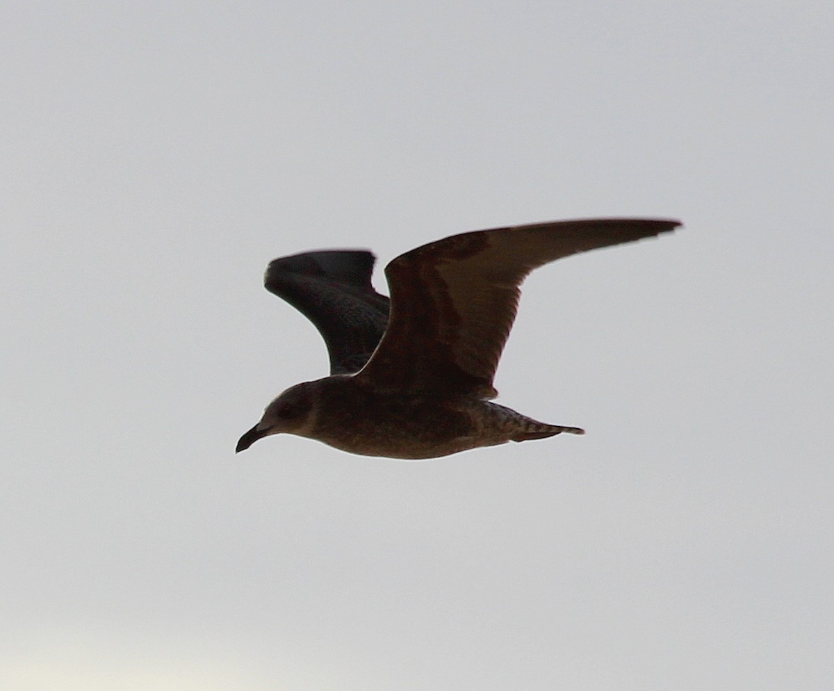 Kelp Gull - ML228696371