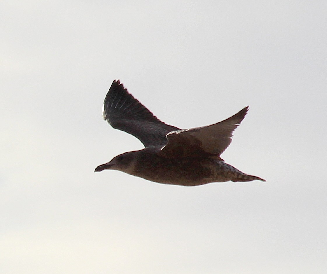 Kelp Gull - ML228696431