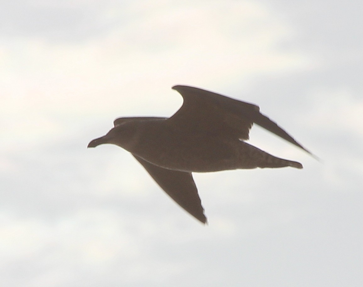 Kelp Gull - ML228696471