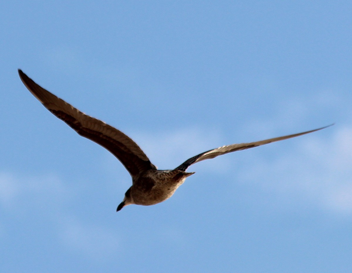 Kelp Gull - ML228696531
