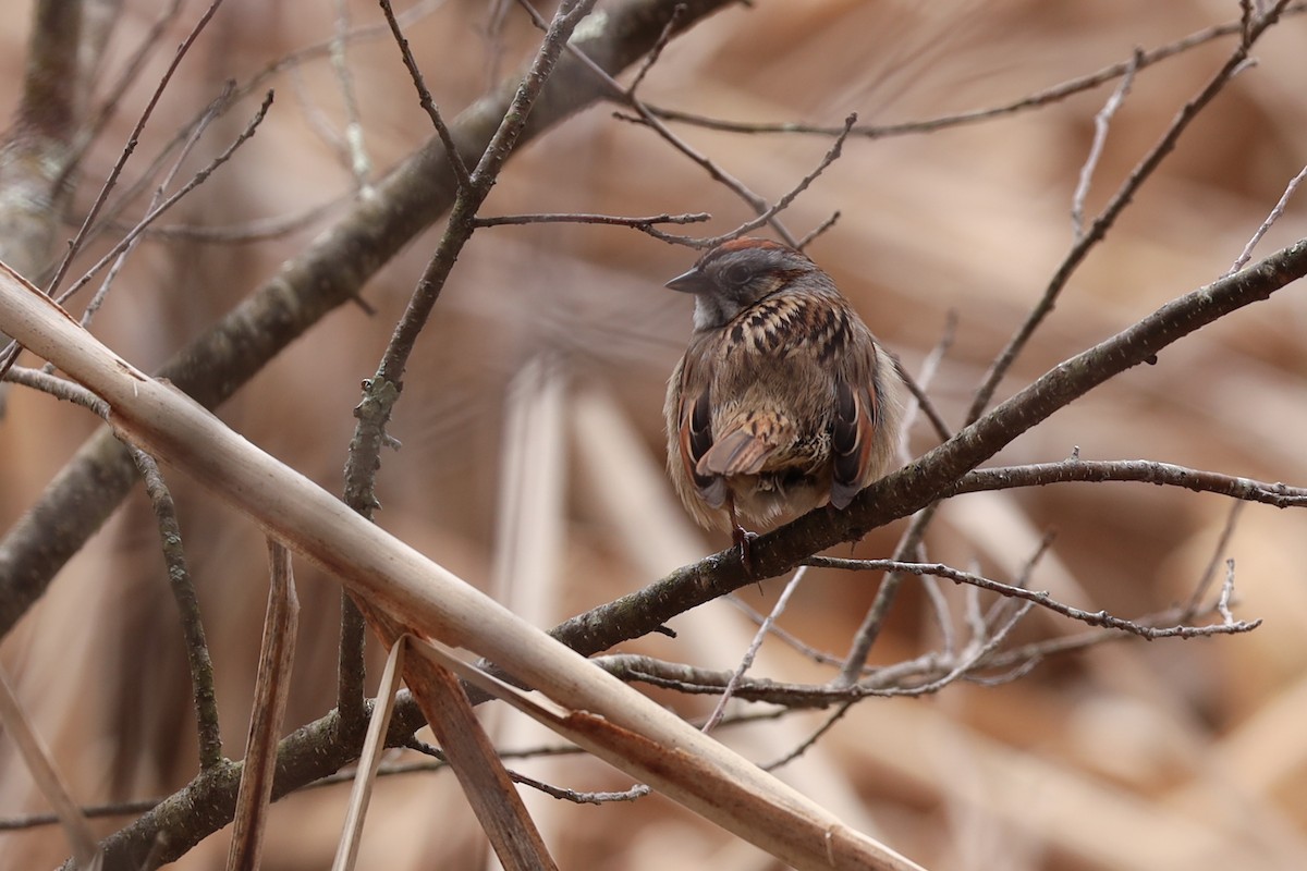 Swamp Sparrow - ML228697281